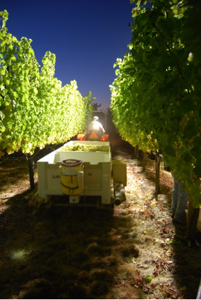 A person working in a vineyard Description automatically generated